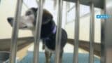犬と猫の殺処分 昨年度初めてゼロに 10年以上前から保護犬・保護猫の譲渡活動に取り組む 2024年度は3匹 岐阜市|TBS NEWS DIG