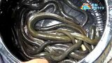 今年は豊漁「天然ウナギ」いちき串木野市【亀ちゃんのかごしま撮った!】|TBS NEWS DIG