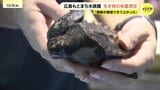 オープンから1か月！生き物たちの体重は?　広島もとまち水族館で公開体重測定|TBS NEWS DIG