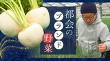 野菜にもストーリーがある ペペロンチーノの食材は都会の片隅で生産される「箱崎小町」刺し身にもステーキにもなる「博多カブ」 | 福岡のニュース|RKB NEWS|RKB毎日放送