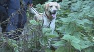 “信頼”でつなぐ命の捜索　直轄警察犬アローとロッキー　指導士とともに挑む最前線に密着　|　大分のニュース｜OBS NEWS｜大分放送