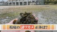 【謎ワカメ】校庭でよく見る「ワカメみたいな謎の物体」…正体は？　「コリコリ、無味無臭」実は食べられる？|TBS NEWS DIG