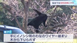 「カキの木にクマが」住宅敷地内に親子とみられるクマ２頭　２頭とも麻酔銃で眠らせた後駆除　仙台・青葉区|TBS NEWS DIG