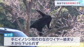 「カキの木にクマが」住宅敷地内に親子とみられるクマ2頭 2頭とも麻酔銃で眠らせた後駆除 仙台・青葉区|TBS NEWS DIG