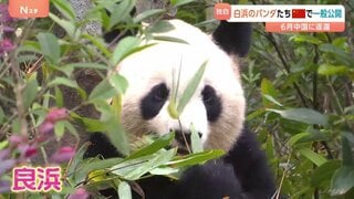 「まさか見られるとは…」和歌山から返還されたパンダ 中国で公開　約4か月ぶりに公の場に　日本での最後の公開日は100分待ち| TBS CROSS DIG with Bloomberg