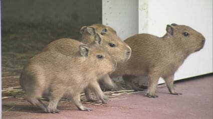 カピバラ 竹島水族館でカピバラの赤ちゃんお披露目 10月12日に5頭誕生 飼育員は