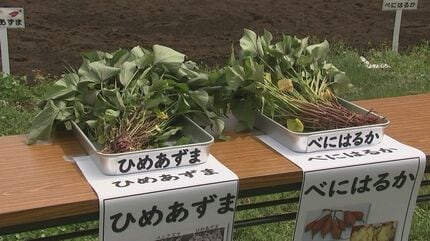 収穫するのが楽しみ」 小学生30人がサツマイモ「べにはるか」「ひめ