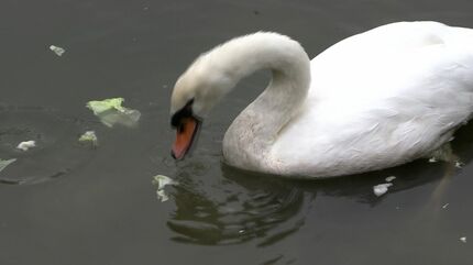 こんな食べ方なんだ！」岡山県早島町の公園が「白鳥2羽」を譲り受け