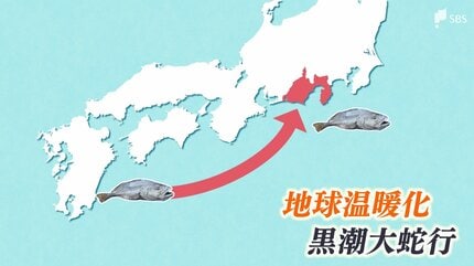 海岸に現れた1.5メートルの