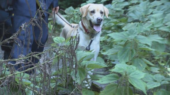“信頼”でつなぐ命の捜索 直轄警察犬アローとロッキー 指導士とともに挑む最前線に密着 | 大分のニュース|OBS NEWS|大分放送
