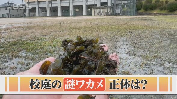 校庭でよく見る「ワカメみたいな謎の物体」正体は？「コリコリ、無味無臭」実は食べられる！？|TBS NEWS DIG