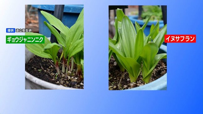 有毒植物「イヌサフラン」を誤食か　旭川の80代男性が自宅で死亡　調理品から有毒成分検出　ギョウジャニンニクと間違えた可能性|TBS NEWS DIG