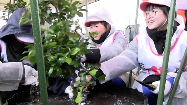 「どんな災害にも負けない木になってほしい」陸前高田市の小学生が卒業を記念して市の花・ツバキを植樹 岩手|TBS NEWS DIG