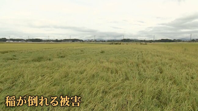 新米に影響も「この時期に降るのは最悪の雨」台風15号で関東に激しい雨|TBS NEWS DIG