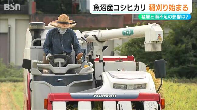本格的な稲刈りは13日頃『魚沼産コシヒカリ』の生育状況は？「今後極端な高温がなければ“平年並み”が期待できる」新潟県|TBS NEWS DIG