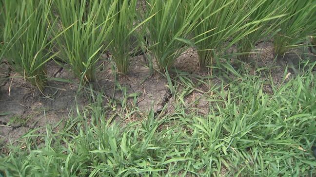 「あともって1週間~10日」ひび割れた水田にため池は10分の1「出穂期」に深刻な水不足「雨ごいをしたいくらいですわ」|TBS NEWS DIG