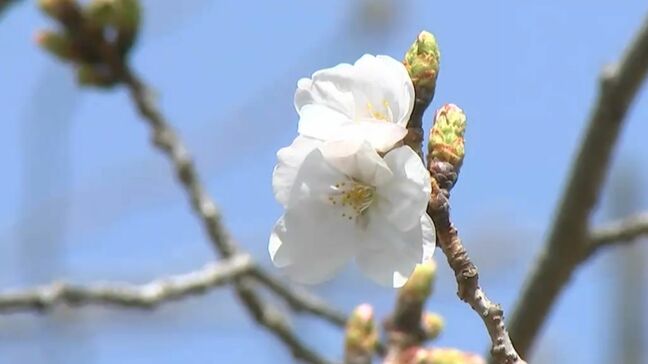 【速報】高松でサクラが開花【香川】|TBS NEWS DIG