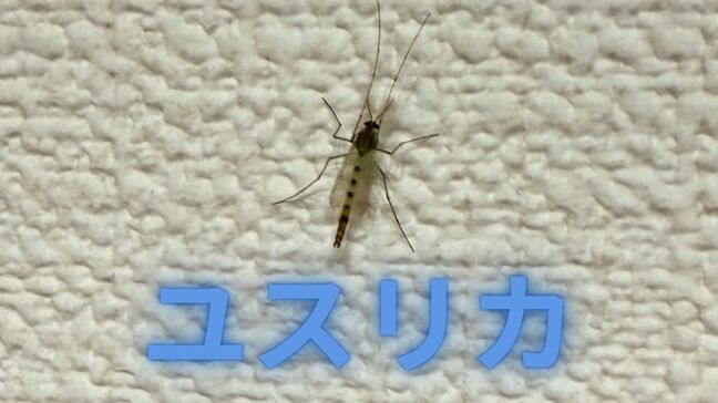 【万博会場で大量発生】「ユスリカ」どんな害があるの？大量発生したらどうする？専門家「対策として遮光カーテンやLED照明も有効」|TBS NEWS DIG