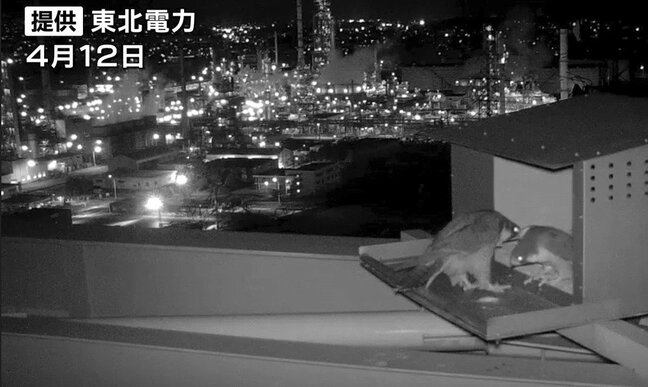 【動画あり】発電所の煙突から生まれたのは電気じゃなく「ハヤブサ」ナゼ発電所に人工の巣をつくったのか？“工場萌え”な景色望みながら子育て奮闘中　新仙台火力発電所|TBS NEWS DIG