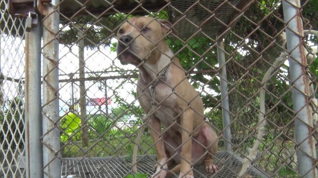 ”闘犬ピットブル”　福岡市が飼育管理を規制強化へ　野放しで襲われた事例も|TBS NEWS DIG