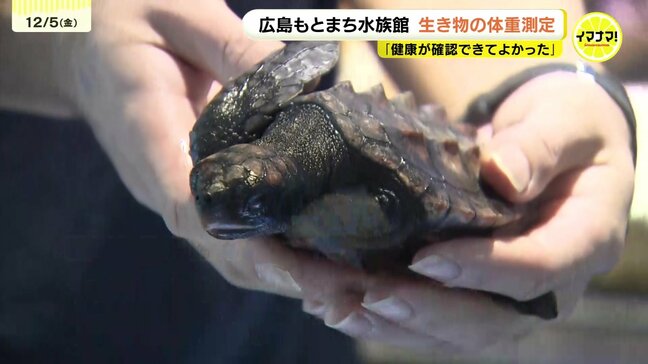 オープンから1か月！生き物たちの体重は?　広島もとまち水族館で公開体重測定|TBS NEWS DIG