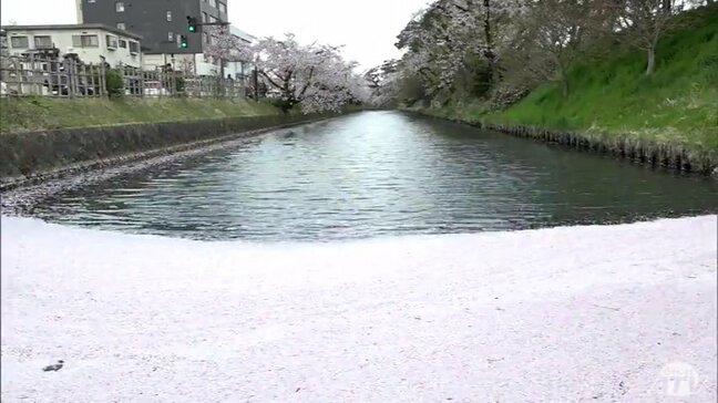 散ってもなお美しい　サクラの名所・弘前公園で堀の水面に花びらが浮かぶ花筏が見頃　　青森県弘前市|TBS NEWS DIG