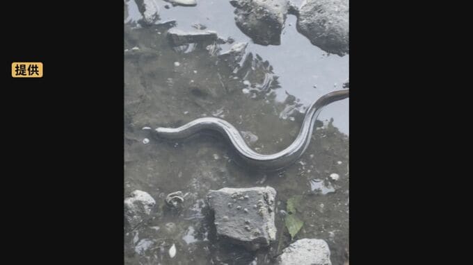 タイ、スズキ、ヒラメ、エイ、ウナギ…中海で魚が大量死　何が起きた？　|　BSSニュース | BSS山陰放送