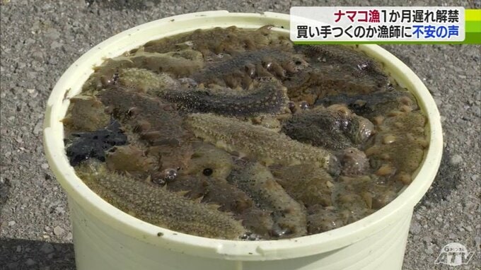 「（収入は）10分の1。どう暮らしていけばいいのよ」1か月遅れでナマコ漁はじまるも『ホタテのへい死』により手が回らない漁師も…　漁業者にのしかかる中国の禁輸措置と猛暑の影響　|　青森のニュース│ATV NEWS│青森テレビ