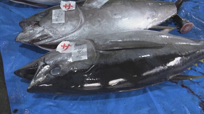 三重・尾鷲漁港で今年最後のマグロ約400本を水揚げ ｢年末商戦｣に向け活気 今年のマグロ“価格は例年並みもやや水揚げ量少なく”|TBS NEWS DIG