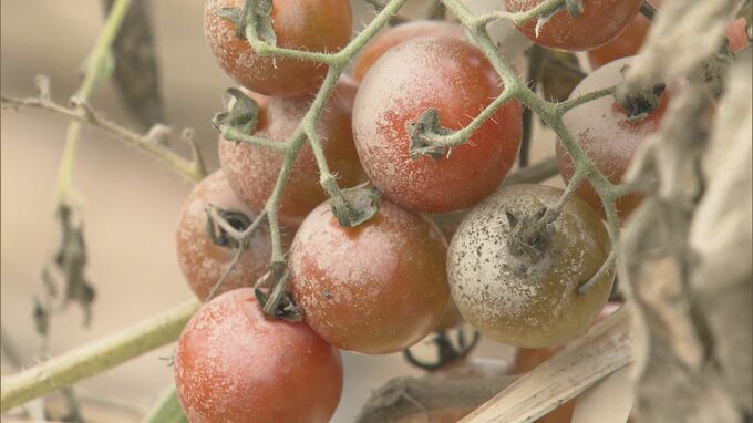 被害額がさらに2億円増…野菜や果物に大きな影響　大雨による愛知の農林水産業への被害広がる　|　名古屋・愛知・岐阜・三重のニュース【CBC news】 | CBC web