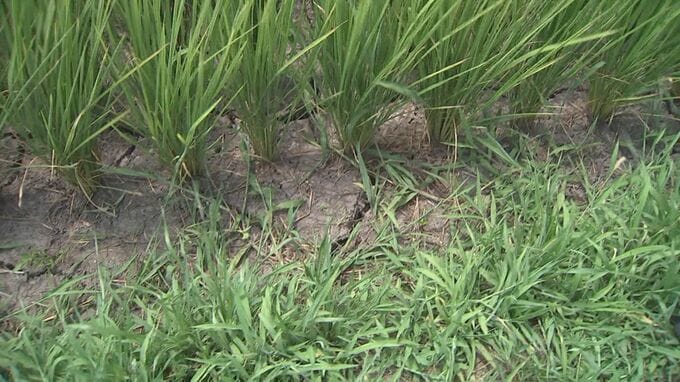 「あともって1週間～10日」ひび割れた水田にため池は10分の1「出穂期」に深刻な水不足「雨ごいをしたいくらいですわ」|TBS NEWS DIG