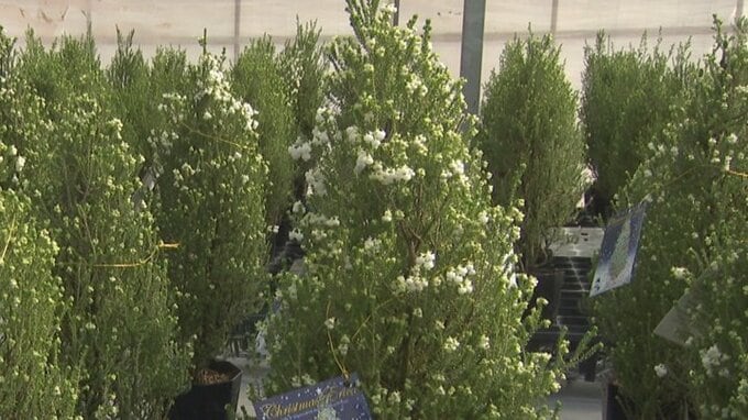 「クリスマスエリカ」出荷始まる　県のオリジナルフラワー　山梨|TBS NEWS DIG