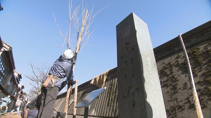 各地で4月並みの陽気 観光地にソメイヨシノを植樹　|　石川県のニュース｜MRO北陸放送