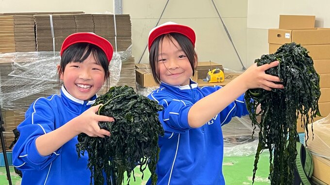 小学生がワカメの芯抜き作業を体験　地元の産業支えるワカメの養殖について理解深める　岩手・陸前高田市|TBS NEWS DIG