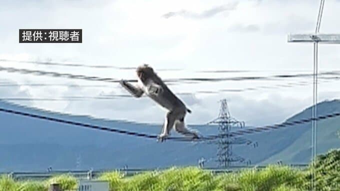 「何も食べてないような感じ。ずいぶんおなかがへこんでいた」青森市の住宅街にまたも「サル」　フェンスを走り・電線を“綱渡り”　近くの小学校では外での活動取りやめや集団下校など対応　|　青森のニュース│ATV NEWS│青森テレビ