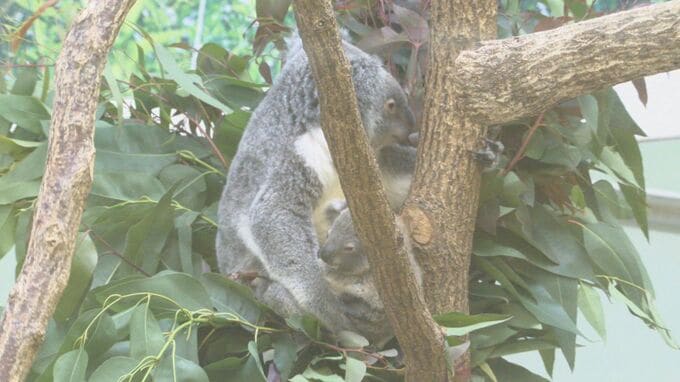 メスのコアラ「ユメ」天国へ　子ども6匹、孫10匹、ひ孫3匹　鹿児島・平川動物公園|TBS NEWS DIG
