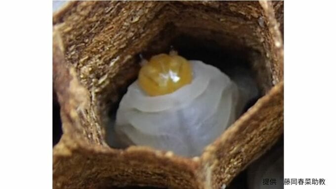 オオスズメバチの幼虫も「夜泣き」する？　昼夜を問わず音を発生させる新たな行動を発見【岡山大学】|TBS NEWS DIG