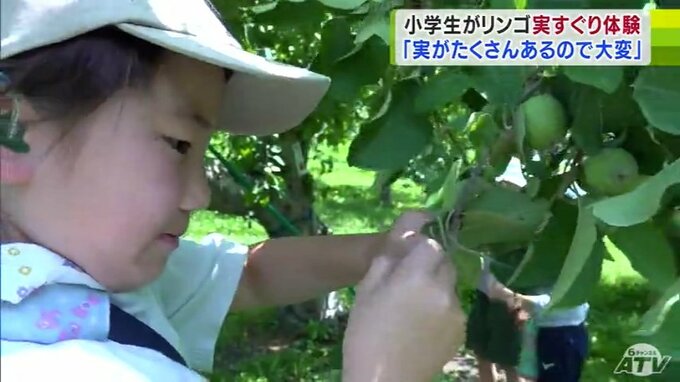 「暑いし実がたくさんあるので大変だと思う」日本一のリンゴの産地で小学生が実すぐり体験　|　青森のニュース│ATV NEWS│青森テレビ