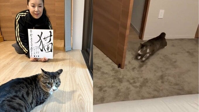 【 ねこ 】藤あや子の保護猫じゃこ天「お嬢と戯れることを覚えた」　先住猫オレオにダッシュでチャレンジ|TBS NEWS DIG
