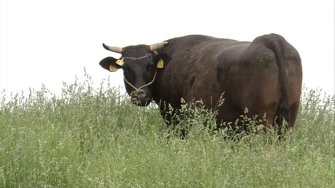【速報】行方不明だった牛2頭を無事確保　体長2ｍ・3歳と6歳のメスの黒毛　放牧場の近くにて発見　|　青森のニュース│ATV NEWS│青森テレビ
