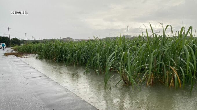 「大変や…畑が…」サトウキビ畑が水浸し　与那国島で記録的短時間大雨情報 1時間に100ミリの雨　|　沖縄のニュース｜RBC 琉球放送