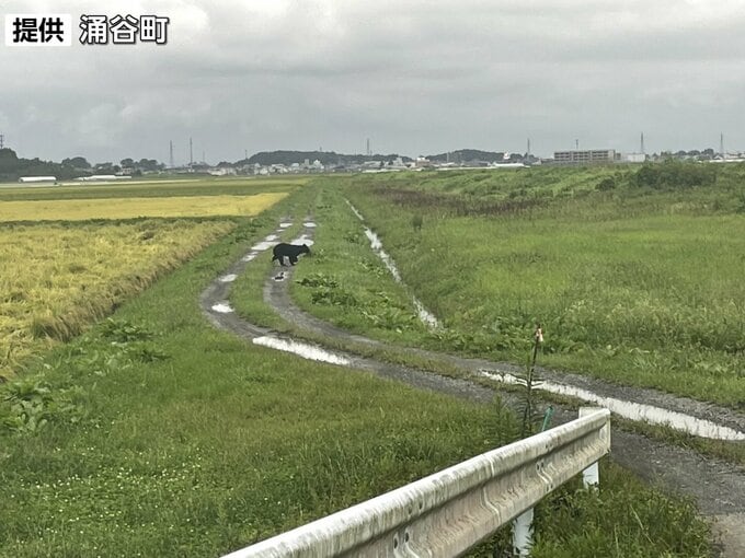 【クマ目撃情報】田んぼを歩くクマ1頭　警察・役場が警戒　宮城・涌谷町|TBS NEWS DIG