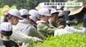 天草の小学生が新茶作りに全力投球　手作業2時間の集大成　自分たちで淹れた一杯は「うまっ！」格別の味　|　熊本のニュース｜RKK NEWS｜RKK熊本放送