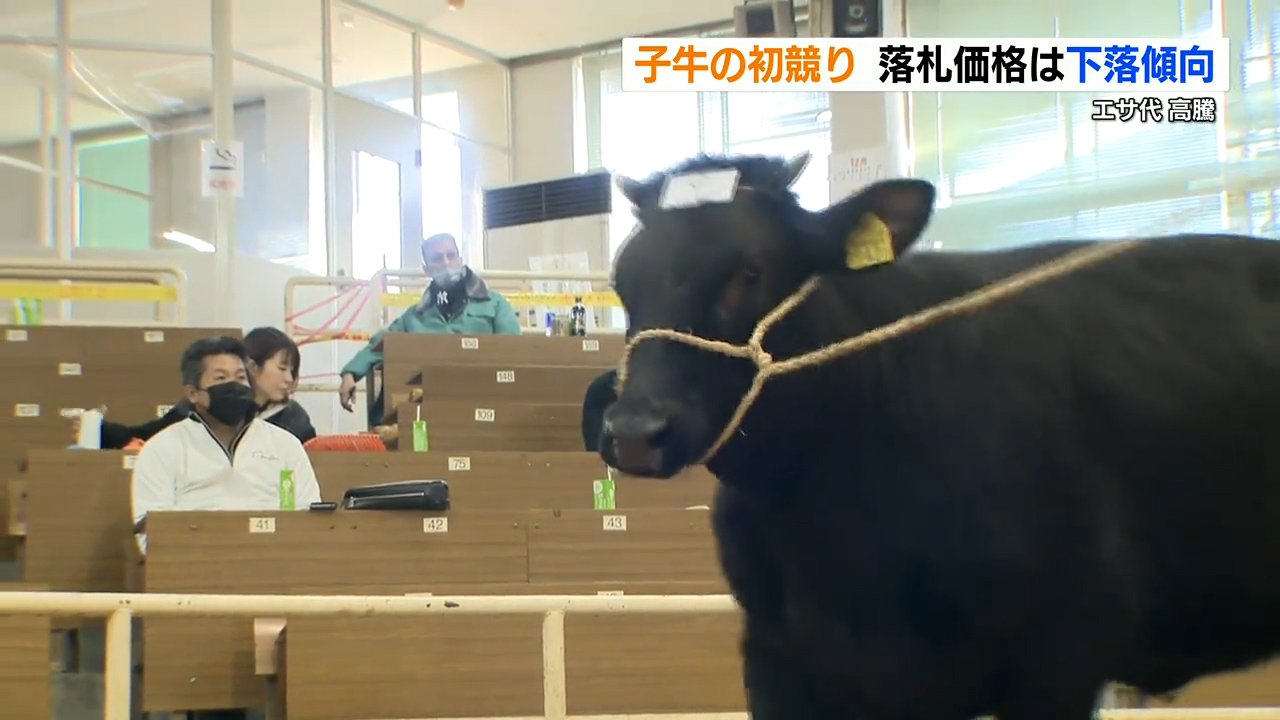 子牛の初競り 物価高で落札価格は下落傾向 ここにもロシアのウクライナ