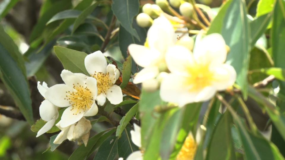 やんばるで梅雨の代名詞「イジュ」の花咲く | 沖縄のニュース｜RBC