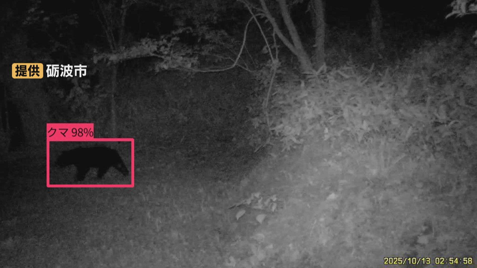 AIカメラが成獣とみられるクマ1頭を検知 市は現地調査も姿を確認されず