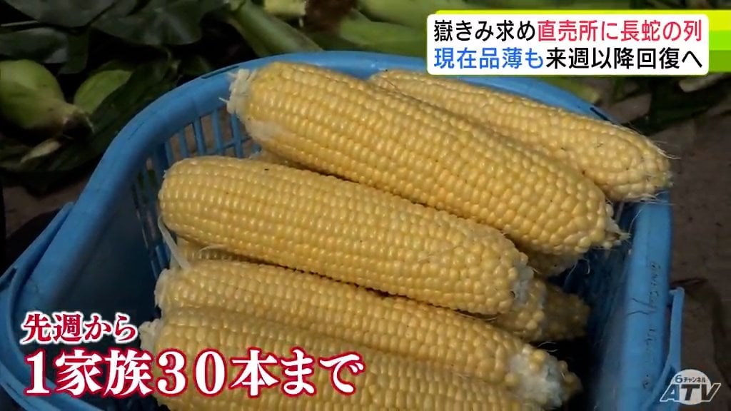 黄色いくまさん　青森岩木山採取　あけび蔓　150cm～ 20kg　1 糖度メロン並の約18度ブランドトウモロコシ「嶽きみ」求めて 朝から150