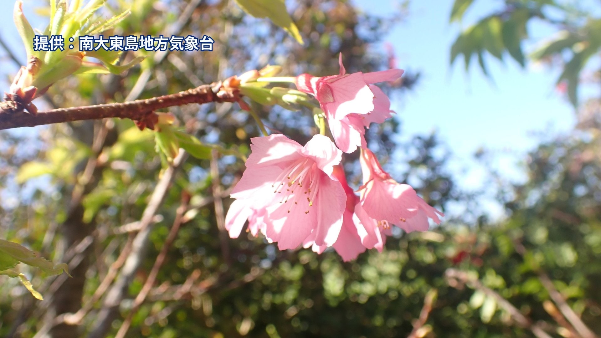 南大東島のヒカンザクラ（緋寒桜）が開花 観測史上最も遅かった去年