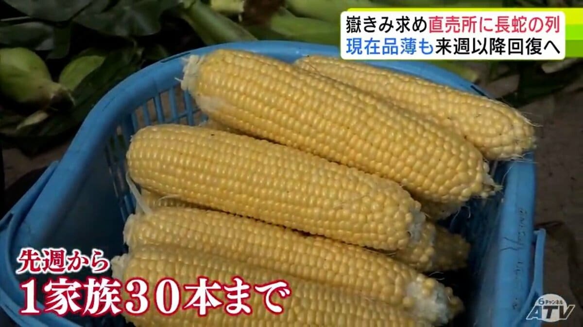 糖度メロン並の約18度ブランドトウモロコシ「嶽きみ」求めて 朝から150人以上の長蛇…