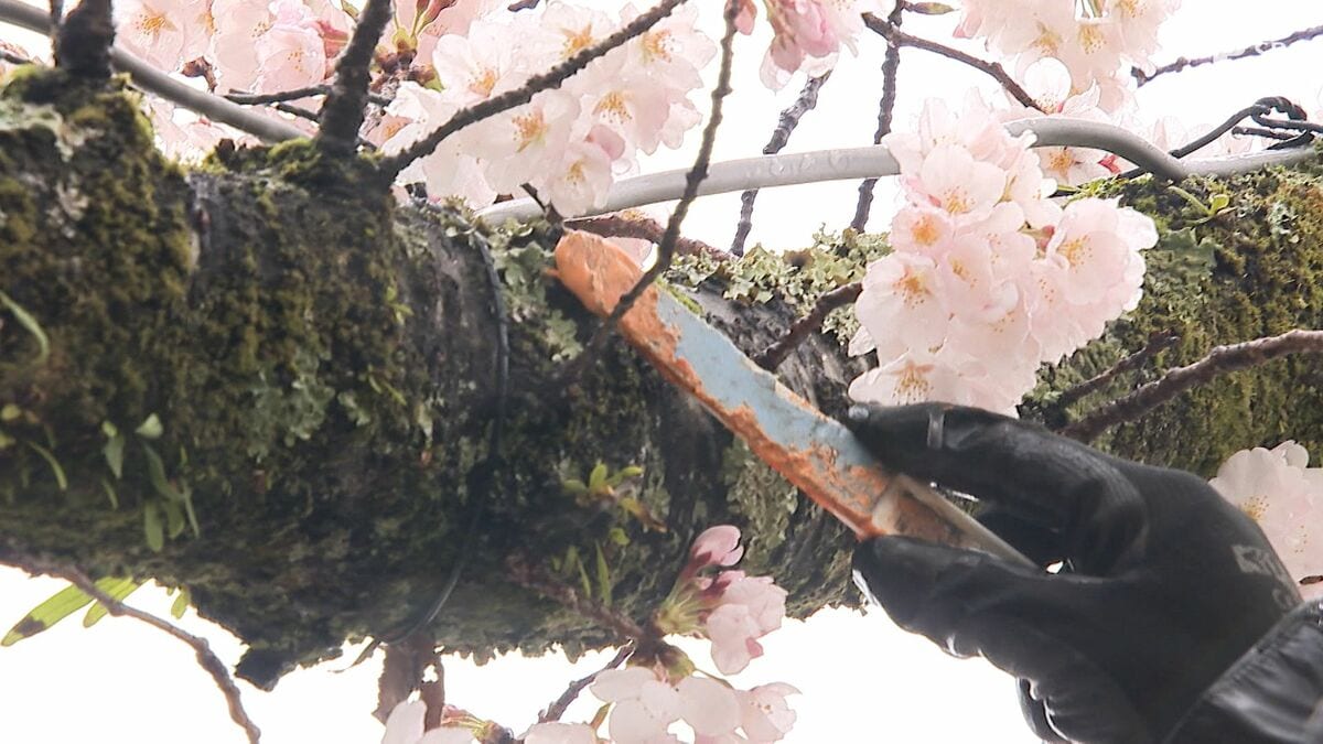 幹の空洞化などで倒木の危険も…サクラの木が“老朽化”「美しい花を 